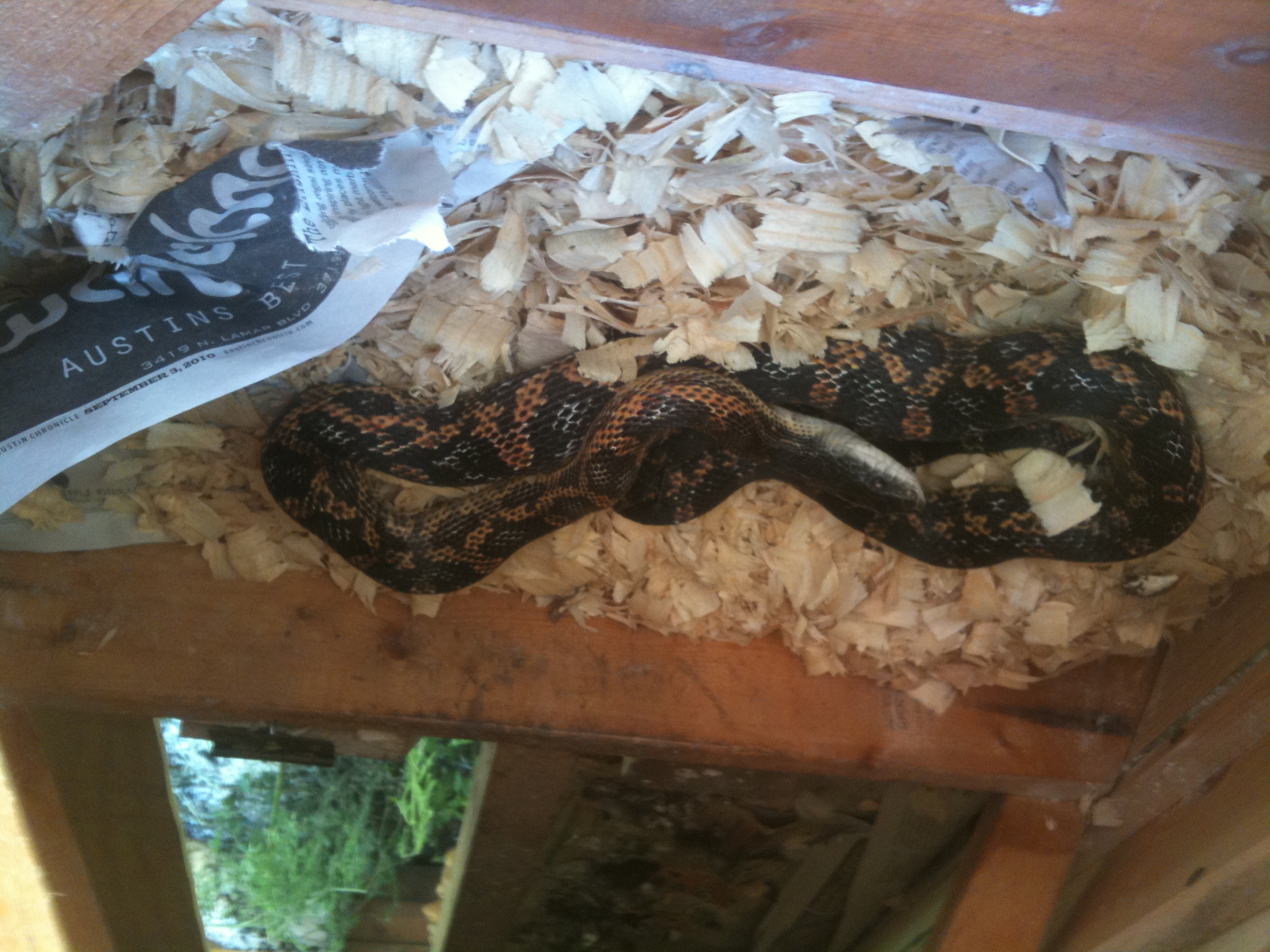 Our snake visitor, enjoying an egg supper.